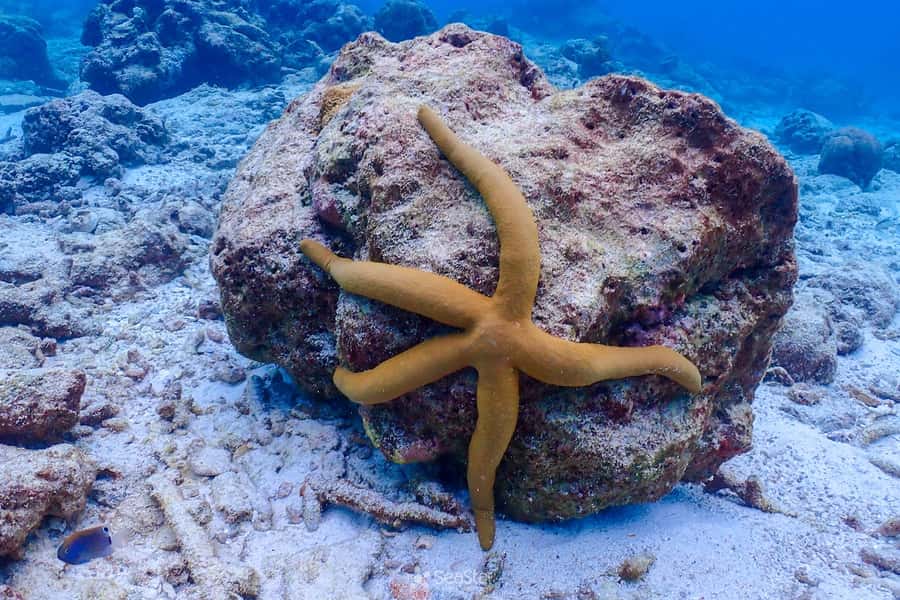 Phuket: Similan Island Snorkeling Adventure full day tour - Ba Ngu Island (Island No. 9) coral bay: snorkeling where fish show up