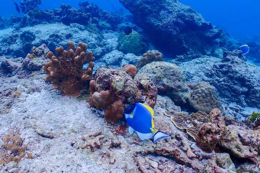 Phuket: Similan Island Snorkeling Adventure full day tour - Noon Thai lunch buffet on the island beaches
