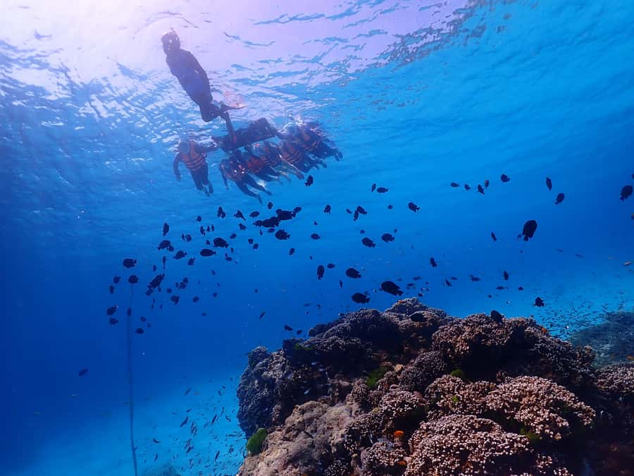 Phuket: Similan Island Snorkeling Adventure full day tour - Payu Island (Island No. 7): your best shot at sea turtles and clownfish