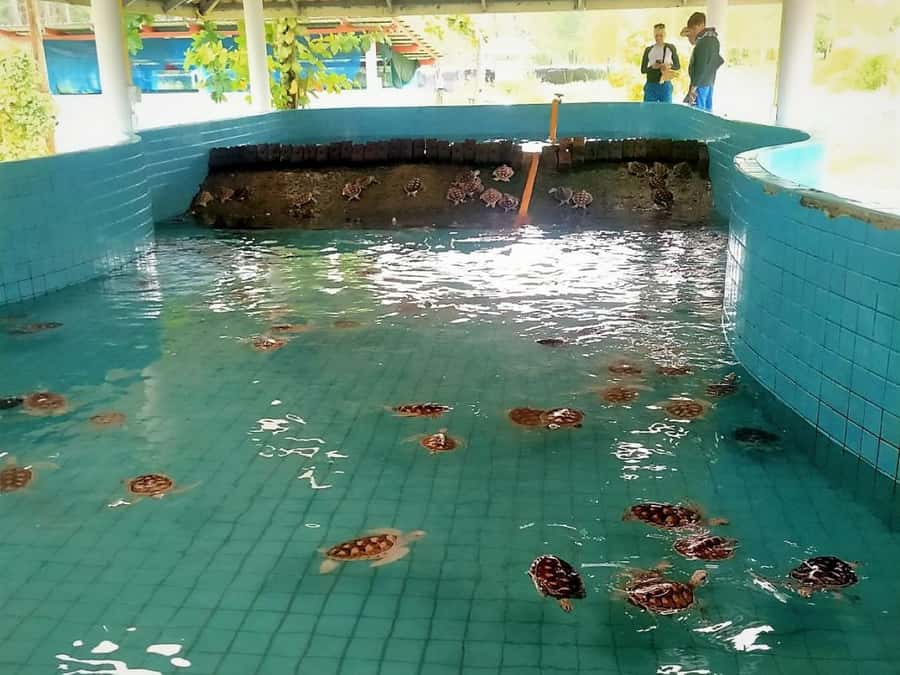 Phuket: Turtles, Rafting & Elephants Private Ethical Tour - Private Ethical Wildlife in One 8-Hour Day