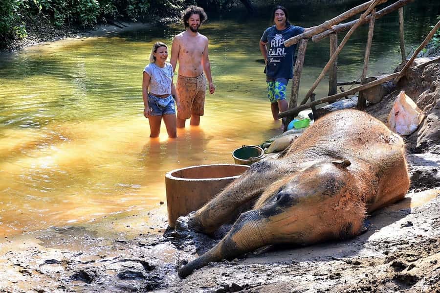 Phuket: Turtles, Rafting & Elephants Private Ethical Tour - Lunch at a Southern Thai Spot: More Than a Fuel Stop