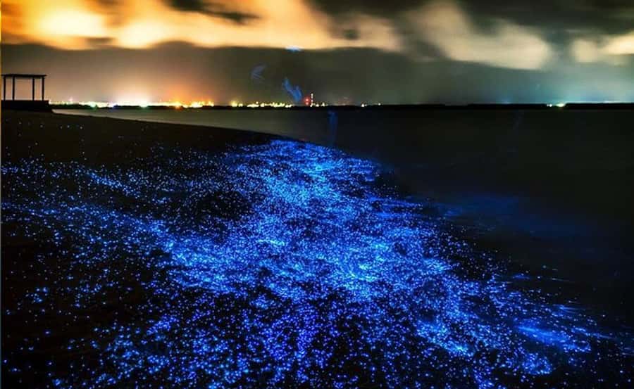Phuket : Twilight Sea Canoe Tour with Glowing Plankton - Panak Island Caves: Your First Real Water Moment