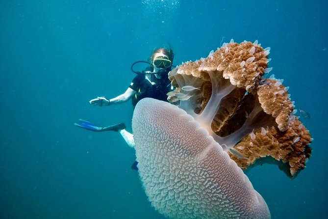 Premium Guided Scuba Diving Day Trip for Certified Divers - The 8:00am schedule: how a 7-hour day stays relaxed