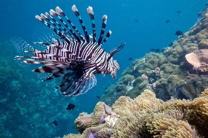 Premium Guided Scuba Diving Day Trip for Certified Divers - What you’ll eat and drink (and the no single-use plastic policy)