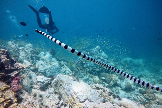 Premium Guided Scuba Diving Day Trip for Certified Divers - Safety and guidance: Alice and Mona set the tone