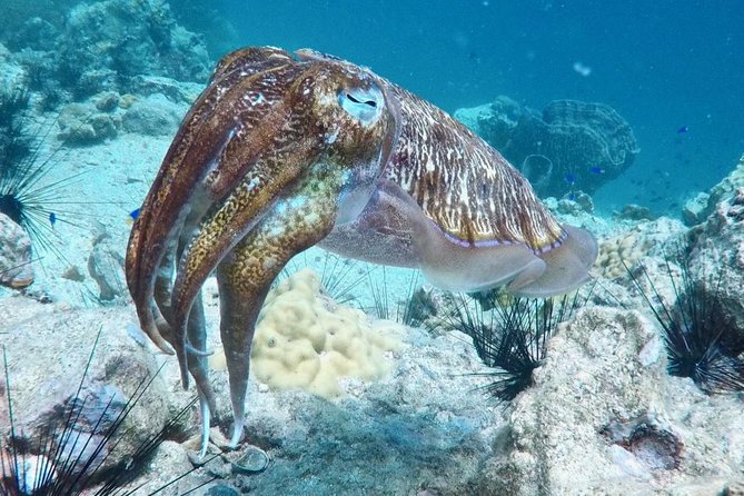 Premium Guided Scuba Diving Day Trip for Certified Divers - Who this trip suits best (and who may want another option)