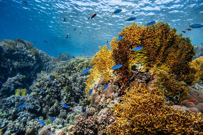 "Premium" Non Certified Beginner Scuba Diving in Racha Yai/Noi - Premium Coaching for Non-Certified Beginners