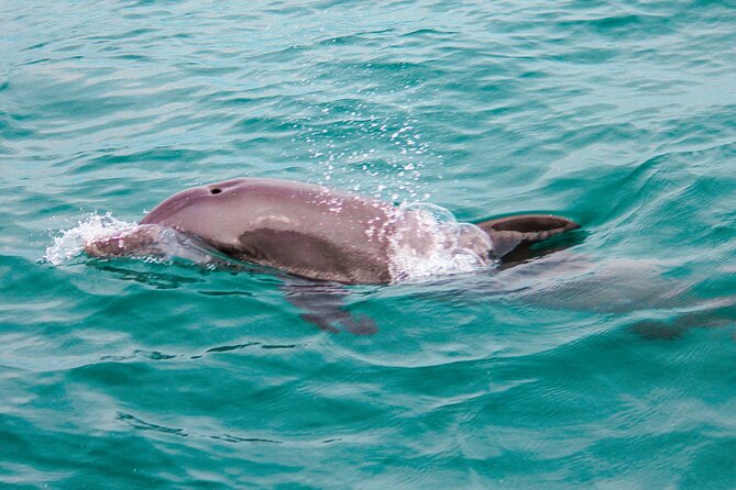 Private Boat Tour with Dolphin Spotting and Snorkelling from Phuket - Coral Island snorkelling: short ride, big water payoff