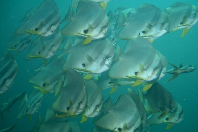 Private diving on shared trip at Racha Noi and Racha Yai from Phuket incl. lunch - Stop 2: Koh Racha Yai for the next two underwater sessions