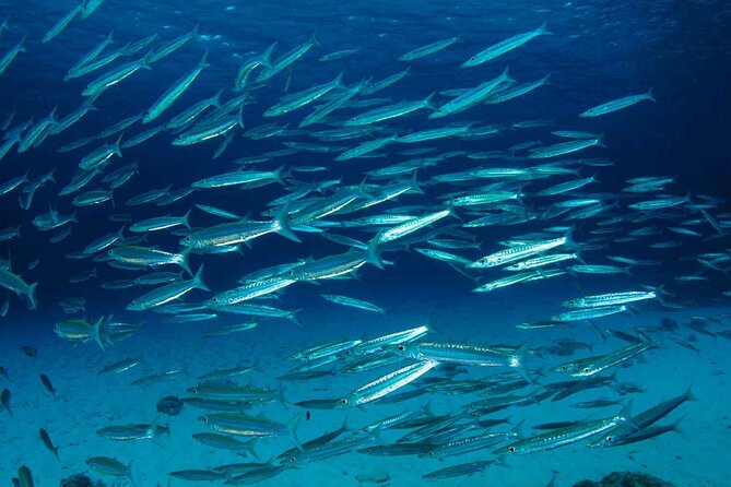Private diving on shared trip at Racha Noi and Racha Yai from Phuket incl. lunch - The fish you can plan for: morays, lion fish, and more