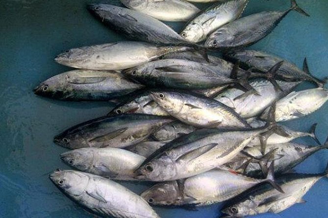 Racha Island Game Fishing & Trolling From Phuket - Boat Comfort: What to Watch For