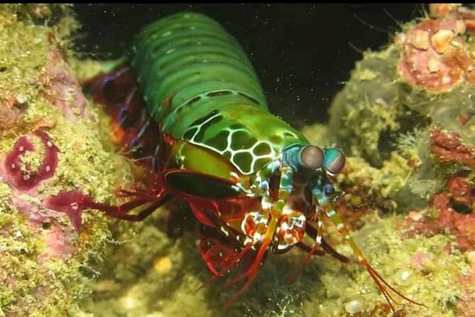 Racha Noi and Racha Yai Dive Trip from Phuket - Koh Racha Noi: two morning reef sessions with easygoing vibes