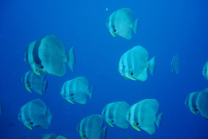 Racha Noi and Racha Yai Dive Trip from Phuket - Who this suits best: certified scuba participants, with options for non-scuba partners