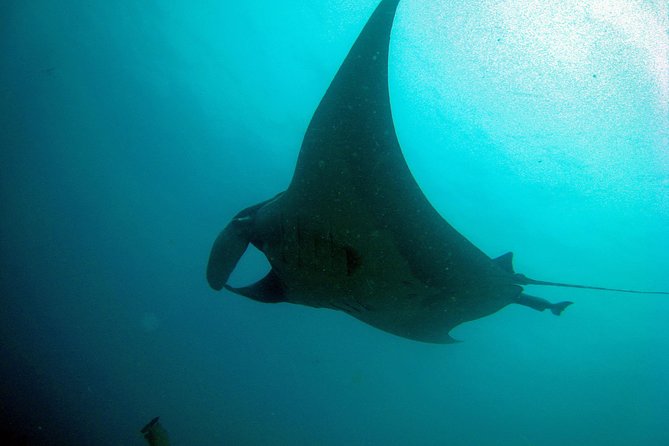 Racha Noi and Racha Yai Dive Trip from Phuket - Price and value: $103.76 that’s more than just the water