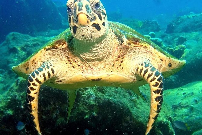 Refresher scuba diving trip, 3 dives at Racha Noi and Racha Yai - Koh Racha Yai Later Session: What’s Harder and What’s Worth It