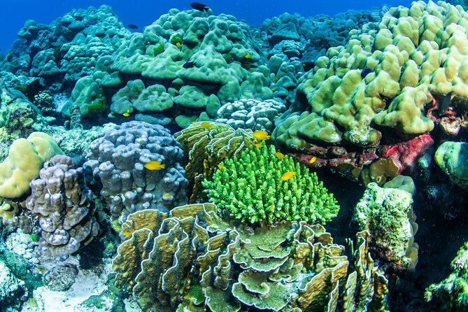 Scuba Diving Daytrip to Racha Yai - Phuket to Racha Yai in 8 Hours: A Schedule That Makes Sense