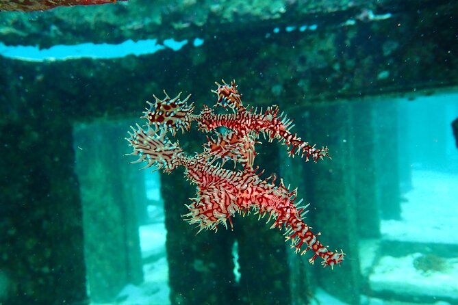 Scuba Diving Daytrip to Racha Yai - Price and Value: Is $90 a Good Deal?
