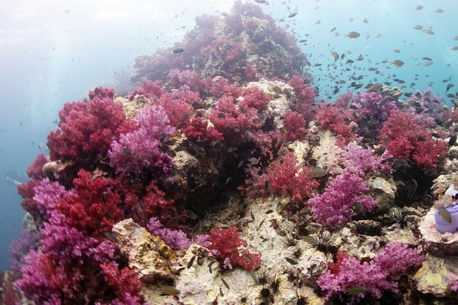 Scuba Diving in Phuket – Full-Day Trip (3 Dives, All Included) - Transfers, Meals, and Gear: The Stuff That Changes Your Stress Level