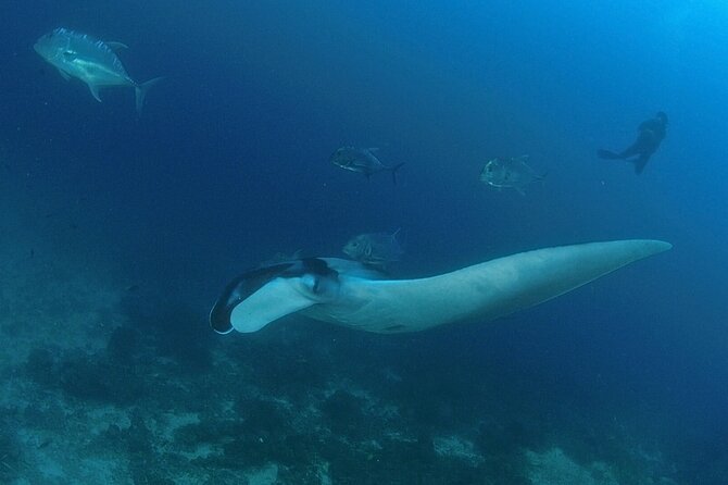 SCUBA Diving tour Racha and Coral islands full day tour - Price and Logistics: What This Costs and What’s Actually Included