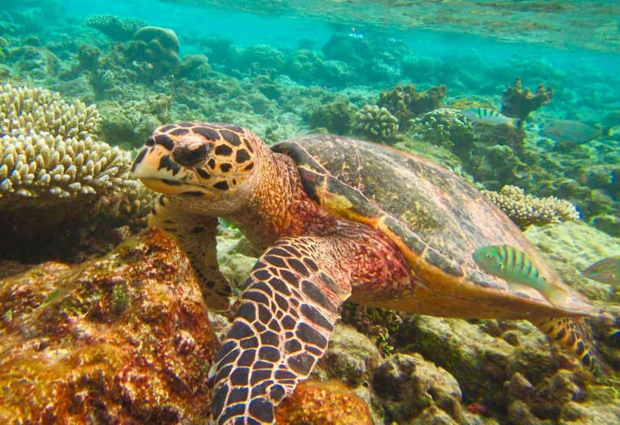 Similan Islands Early-Bird Tour From Phuket and Khao Lak! - Key things to love about the Similan early-bird day