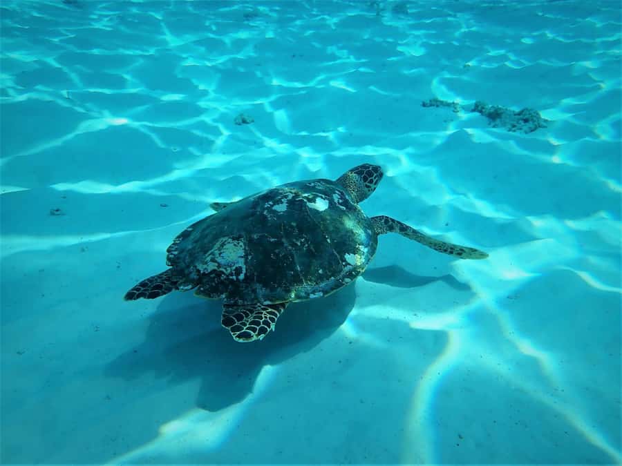 Similan Islands Early-Bird Tour From Phuket and Khao Lak! - Snorkelling at three Similan locations: how the day stays fun