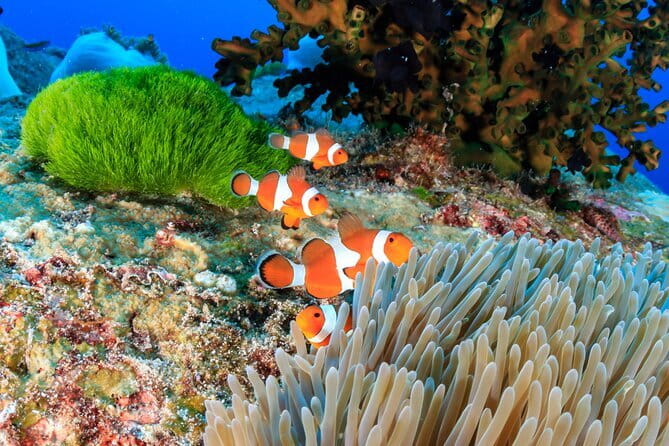 Similan Islands Full Day - Premium - Koh Ba Ngu (#9) snorkeling: deeper water, new species
