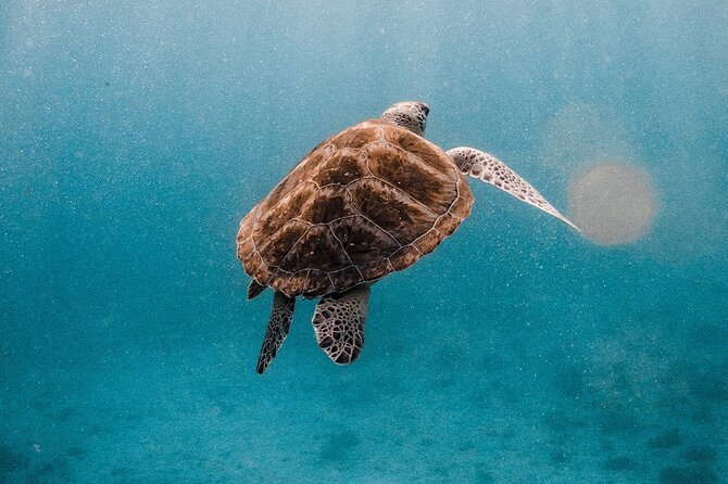 Similan Islands Luxury Catamaran Day Tour (Phuket / Khao Lak) - Price and Logistics: Is $171.98 Worth It?