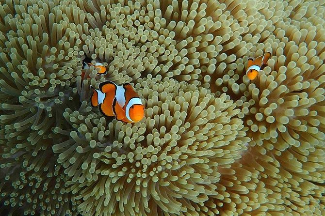 Similan Islands Snorkeling Day Trip By Love Andaman From Phuket - Ko Pa Yu and Koh 9 (Bangu): shorter stops that focus on snorkeling