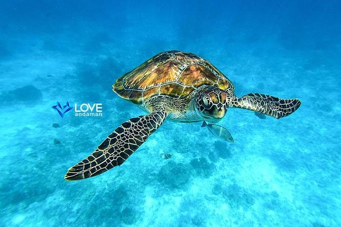 Similan Islands Snorkeling Day Trip By Love Andaman From Phuket - Ko Miang: walking across the island and quick-water options