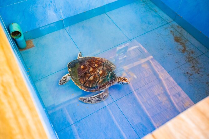 Similan Islands Snorkeling Tour By Speed Catamaran From Phuket - Who This Tour Suits (and Who Should Skip It)