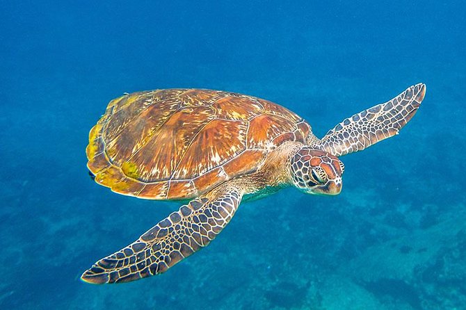 Similan Islands Snorkeling VIP Tour From Phuket - Price and logistics: does $116.66 make sense?