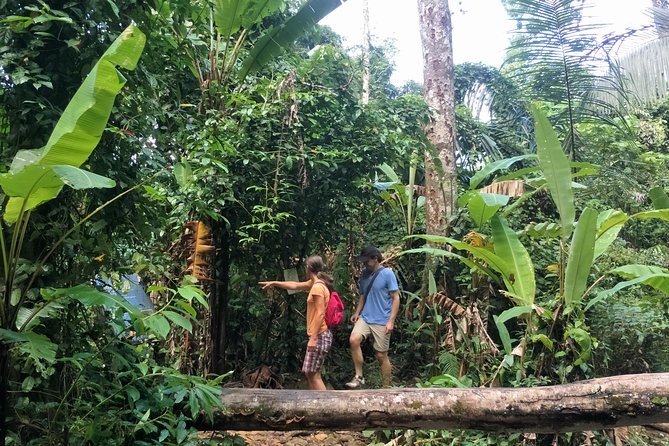 Small-Group Jungle Hiking Excursion in Khao Phra Teaw Park - The 6-hour plan: pickup, briefing, hike, lunch