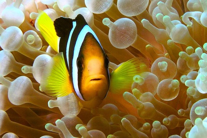 Try Scuba Diving - Who This Try-Scuba Experience Best Suits
