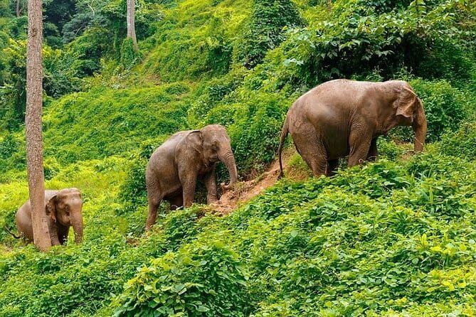 Zipline Experience in Phuket - Who Should Book This Zipline Adventure (and Who Should Skip It)